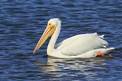 American White Pelican